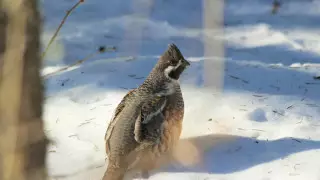 Қазақстанда құс бақылаушылар үшін ең жақсы орындар тізімі