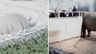 Желіде Алматыдағы хайуанаттар бағындағы мүйізтұмсықтың видеосы талқыланып жатыр