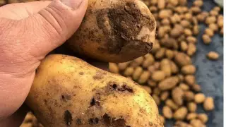 Павлодарда әкімдігінің өкілдері шіріген картоп үшін кешірім сұрады