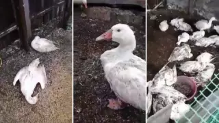 СҚО-да құс тұмауы: ауыл тұрғындары өтемақыны толық алмағанына наразы