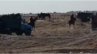 Қызылордада карантин кезінде көкпар тартқандар ұсталды