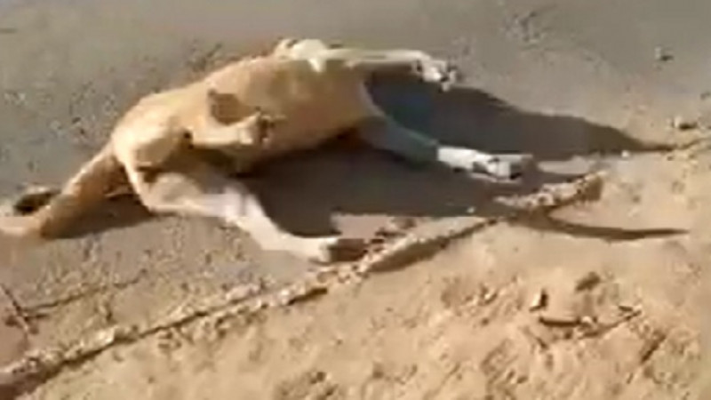 Скрин видео