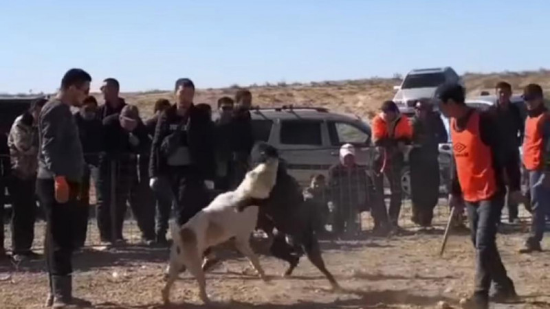 Видеодан алынған кадр