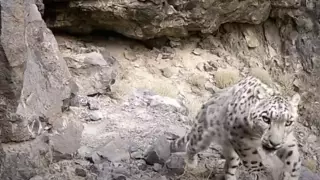 Алматы облысында қар барысы видеоға түсіп қалды