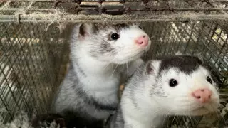 Данияда коронавирустың мутацияланған түрі 214 адамнан анықталды