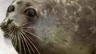 Каспий итбалығы Қызыл кітапқа енді