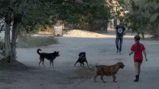 Сәтбаевта қаңғыбас иттер 6 жасар қызды талап тастады: қала әкімдігі пікір білдірді