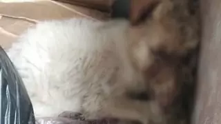 Алматы облысында ағайындылар жануарларды қатыгездікпен өлтірген