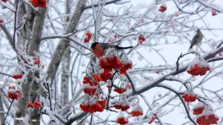 Алдағы күндері ауа райы қандай болады?