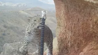 Үстірт қорығында алдыңғы Азия алабарысы фотоқақпанға түсіп қалды