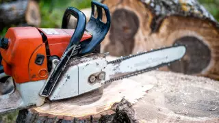 Алматы облысында екі мың ағаш кесілген