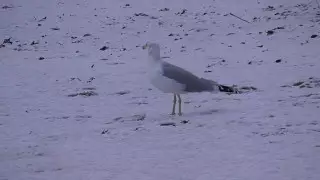 Каспийде құстардың жаппай қырылу себебі аталды