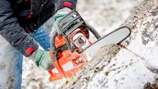 Алматыда KFC ғимаратының артындағы ағаштар кесілді