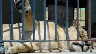 Барселона зообағында арыстандар COVID-19 жұқтырған