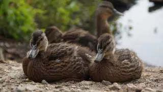 Каспийдегі жабайы үйректердің видеосы: Экология министрлігі пікір білдірді
