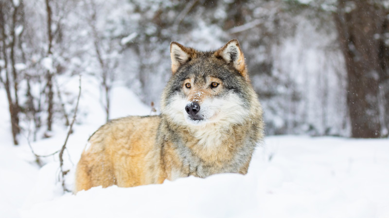 фото:elements.envato.com