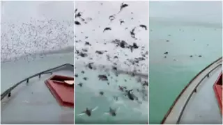 Маңғыстауда үйрек қаққан балықшылар жауапқа тартылды