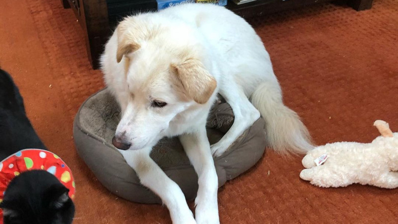 Фото: instagram.com/oneluckydog_ca