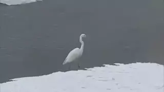 "Тиіспеуді сұраймыз". Министрлік Алматыдағы құтандардың видеосына қатысты пікір білдірді