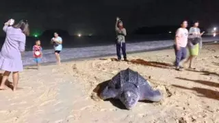 Пхукет тұрғындары бұрын-соңды болмаған оқиғаға куә болды