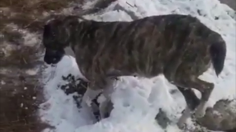 Видеодан алынған кадр