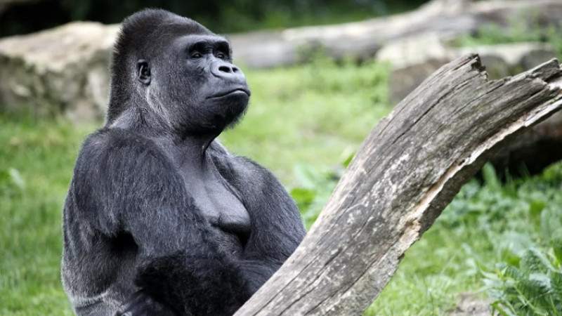 © Depositphotos / EBFoto