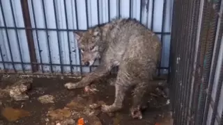 Алматы облысында еріктілер үйінде қасқырларды терісі үшін өлтіріп жатқандарды көрсетті