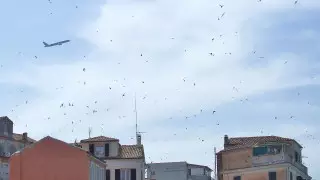 Грекиялық стюардессаның суреті Желі қолданушыларының талқысына түсті