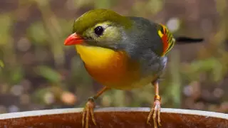 Әскери қақтығыс салдарынан Қазақстанда құстың 150 түрі жойылып кетуі мүмкін