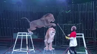 "Экперимент жоба". Шымкент циркінің жануарлардан бас тартқаны рас па?