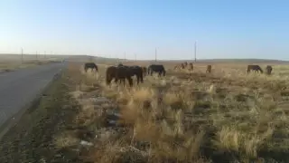 Түркістан облысында мал ұрлады деп айыпталған шекарашылар соты басталды