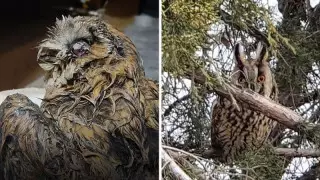 Алматы тұрғыны лайға батқан үкіні қалай құтқарғанын айтты