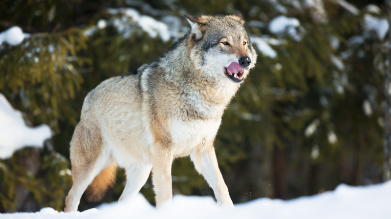 Фото:elements.envato.com