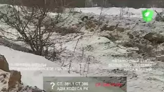 "5 мың ағаш кесілді". Алматыда заңсыз ағаш кесуден келген шығын есептеледі