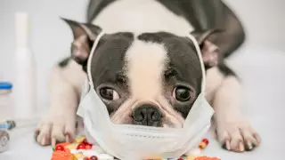 Оңтүстік Кореяда мысықтар мен иттер коронавирусқа тексеріледі