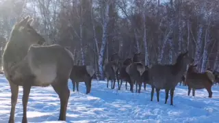 Бурабайда Аскания бұғылары камераға түсіп қалған