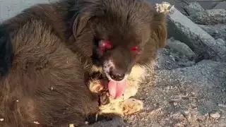 Шымкентте белгісіз біреулер иттің көзін ағызып жіберген