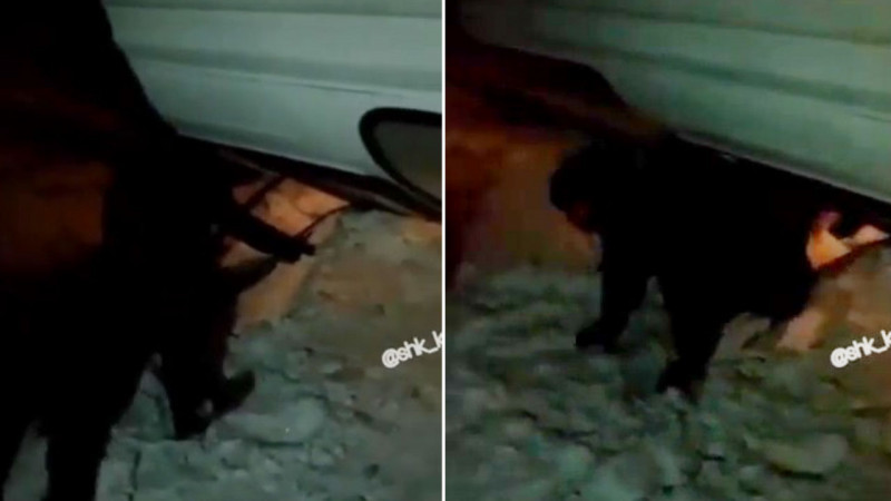 Видеодан алынған кадр