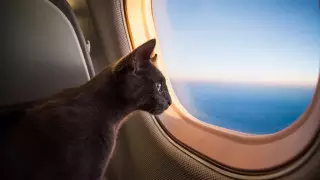 Әуеде құтырған мысық ұшақтың дереу қонуына себепші болды