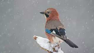 Алдағы күндері ауа райы қандай болады?