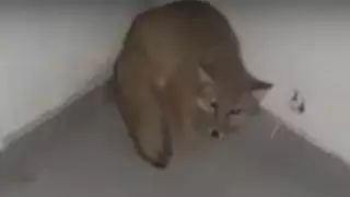 Ақтауда үйдің кіреберісіндегі жабайы түлкі видеоға түсіп қалды