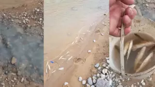 Түркістан облысындағы Бадам өзенінде балық қырылып жатыр