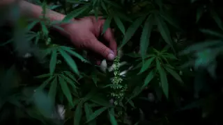 Мексикада марихуана заңдастырылды