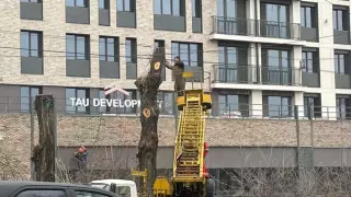 "Маңдайшадағы жазуды жауып тұрған". Алматылықтар тағы да ағаш кескендердің ісіне шағымданды