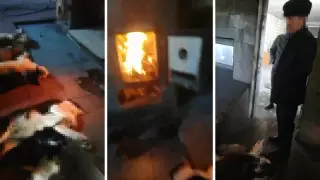 Иттерді өлтіріп, өртегендер ақтөбеліктердің ашуына тиді