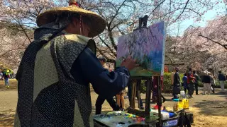 Жапонияда сакура биыл ерте гүлдейді