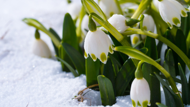 Фото: elements.envato.com