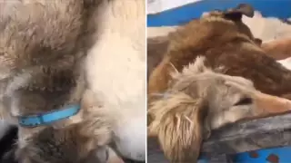 Өлі тазы иттердің суреті Қазнетті шошытты