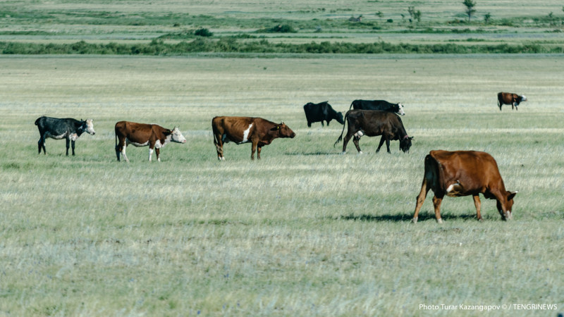Фото Tengrinews.kz/Тұрар Қазанғапов