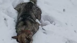 Көшенің бұрыш-бұрышында: БҚО тұрғындары иттердің жаппай қырылуына наразы болды